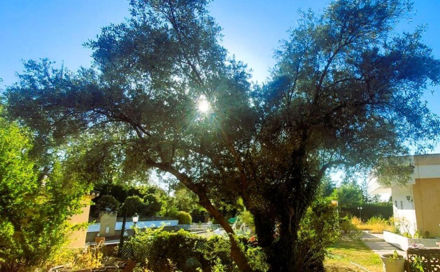 Las Arboledas Alojamiento Rural Baeza Exterior foto